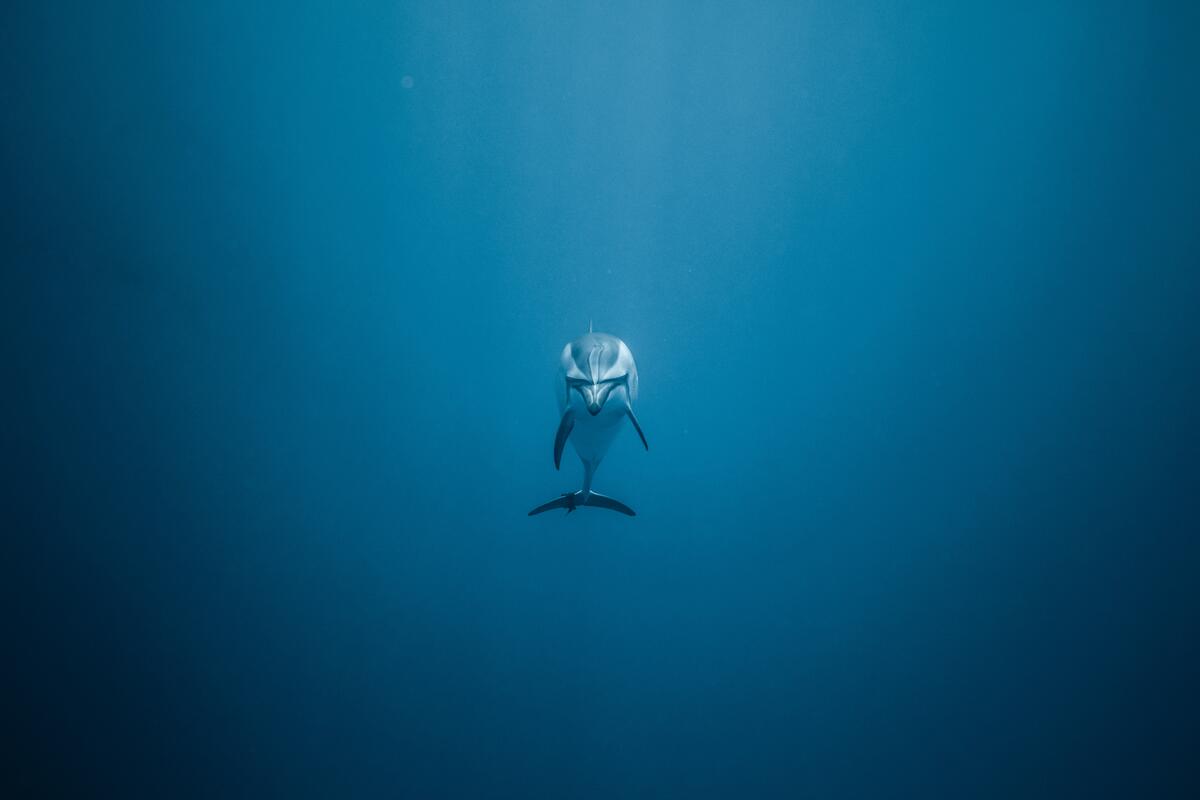 Дельфин в морской глубине