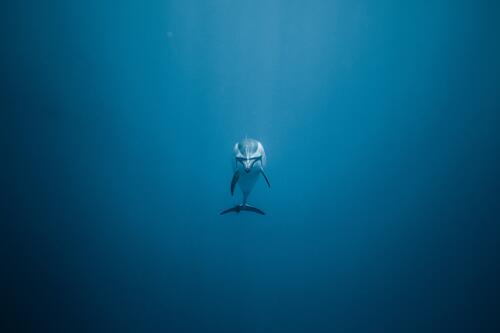 A dolphin in the depths of the sea
