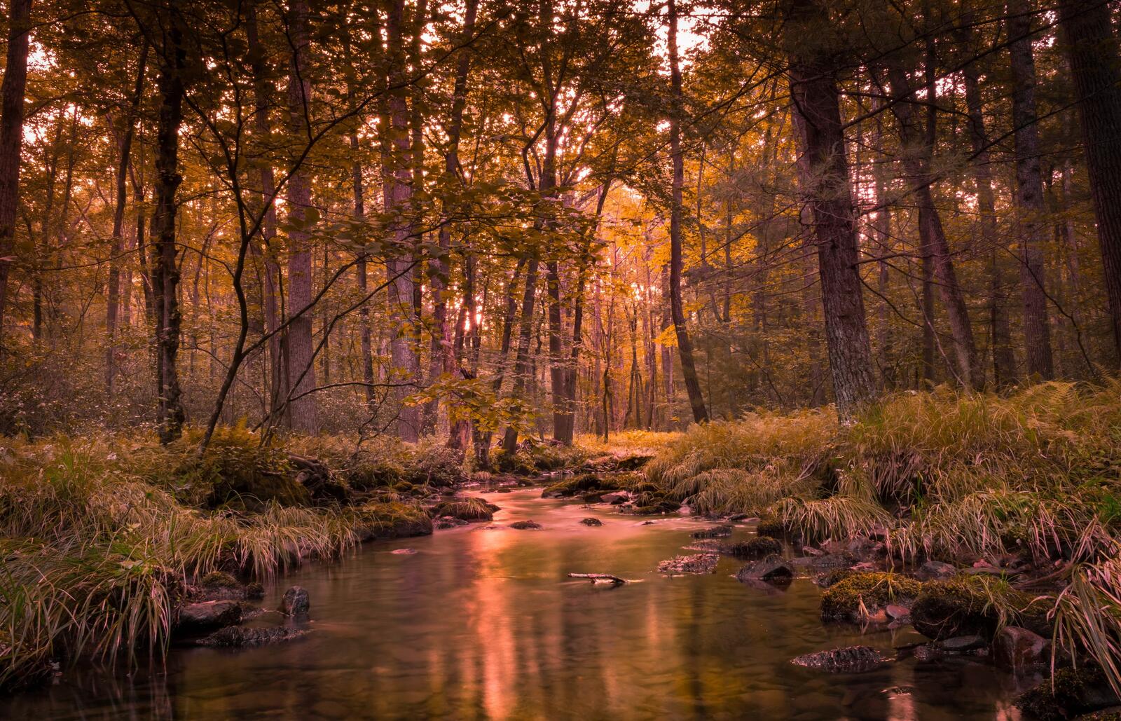 Бесплатное фото Ручей в красивом лесу