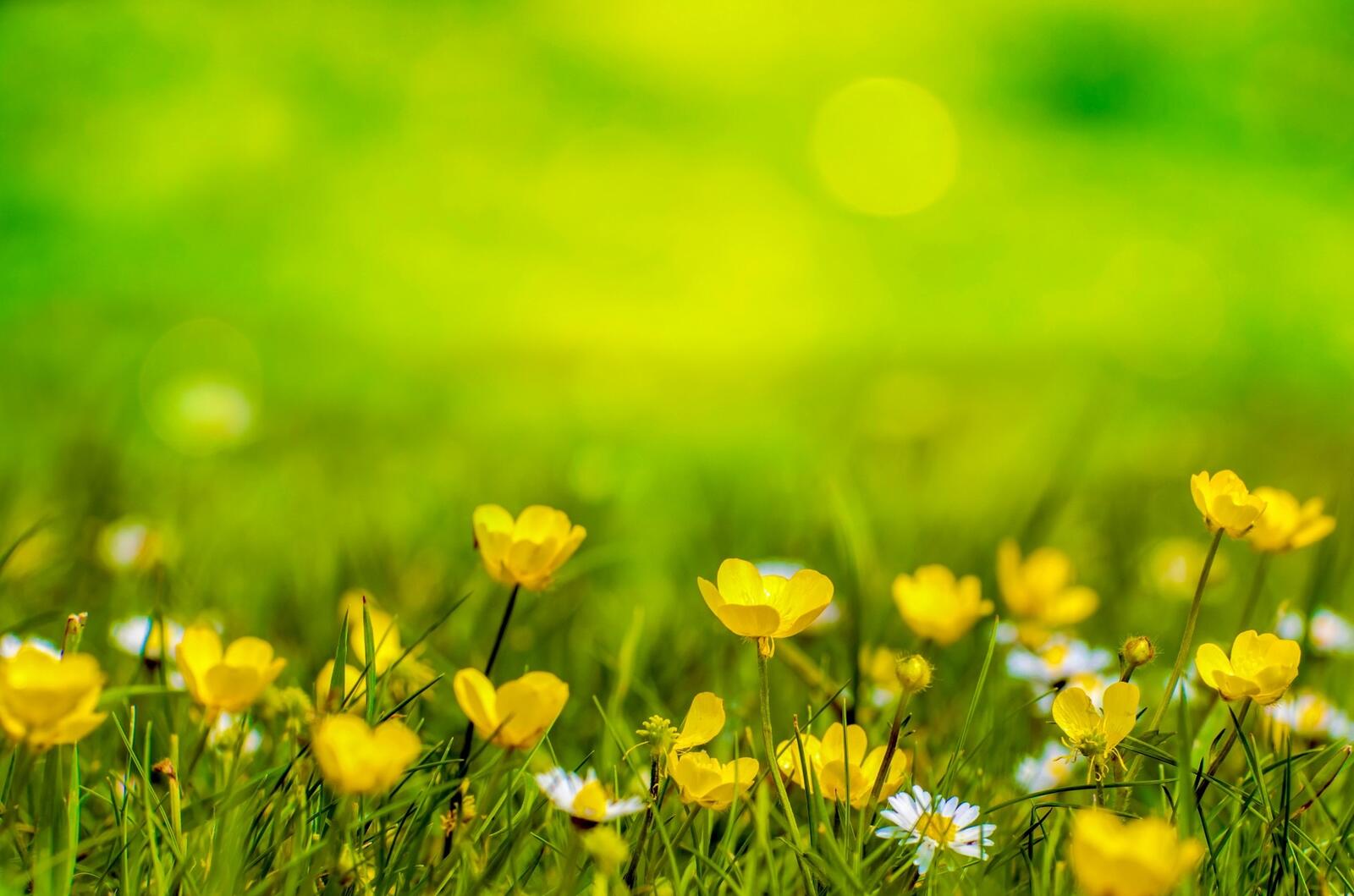 Бесплатное фото Желтые цветы на зеленой траве