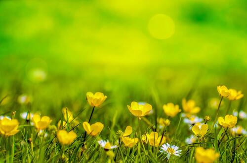 Yellow flowers on green grass