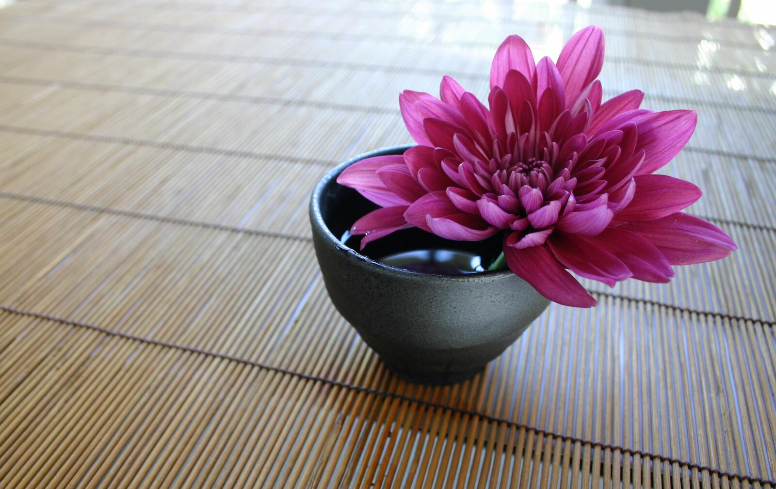 Обои растение цветок лепесток на рабочий стол