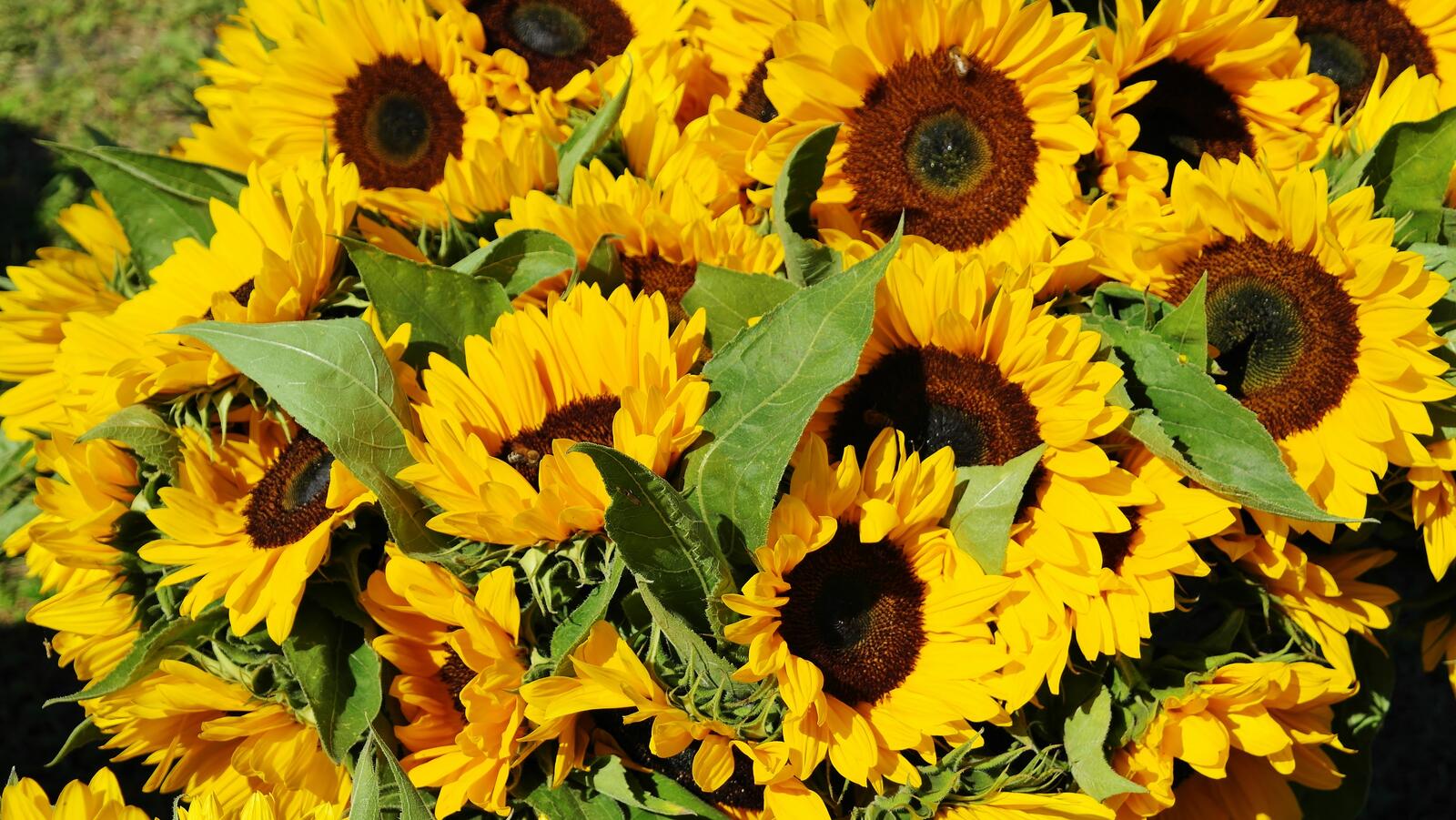 Free photo A bouquet of sunflowers