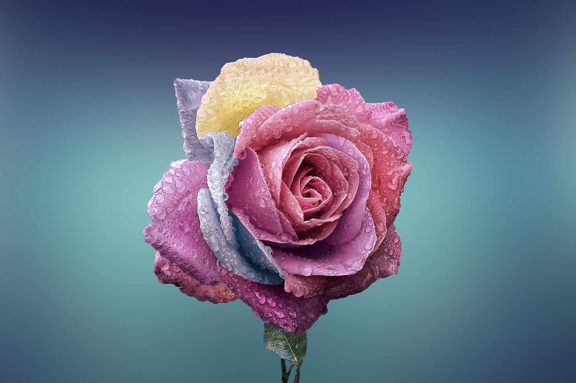 Обои роза разноцветные лепестки капли на рабочий стол