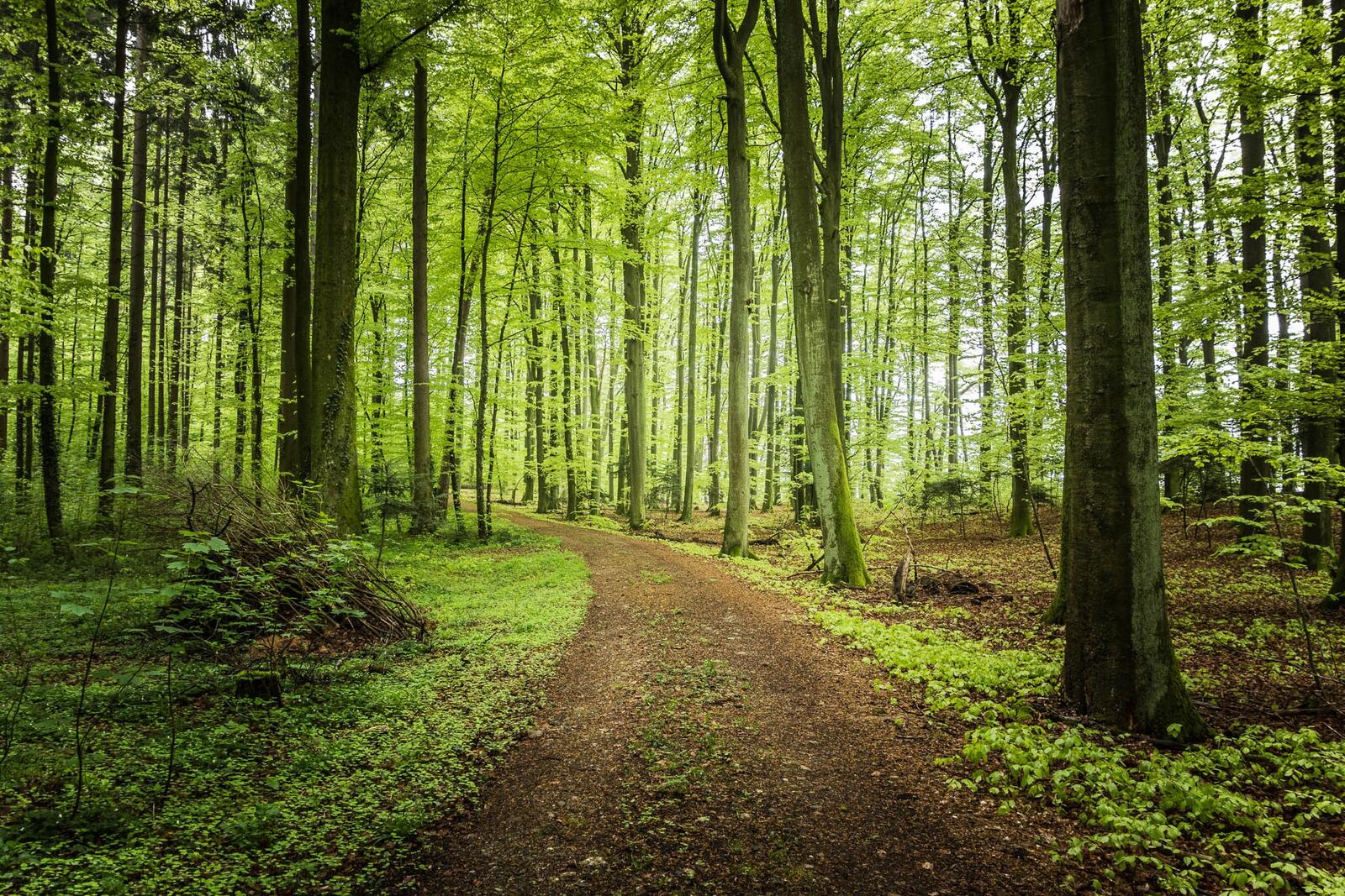 Бесплатное фото Гравийная дорога в лесу