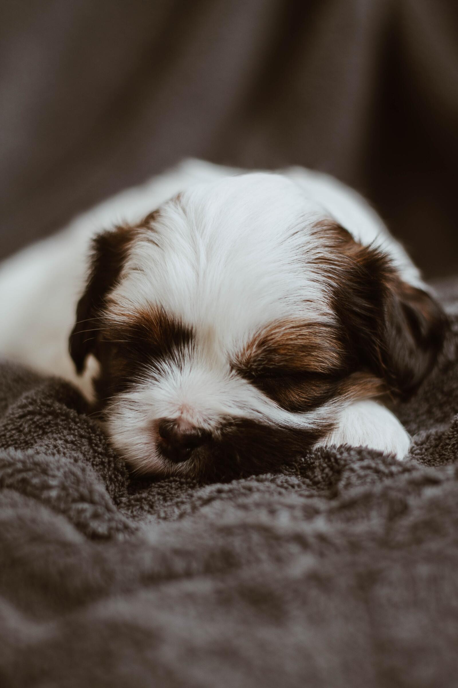 Free photo Wallpaper with a cute sleeping puppy