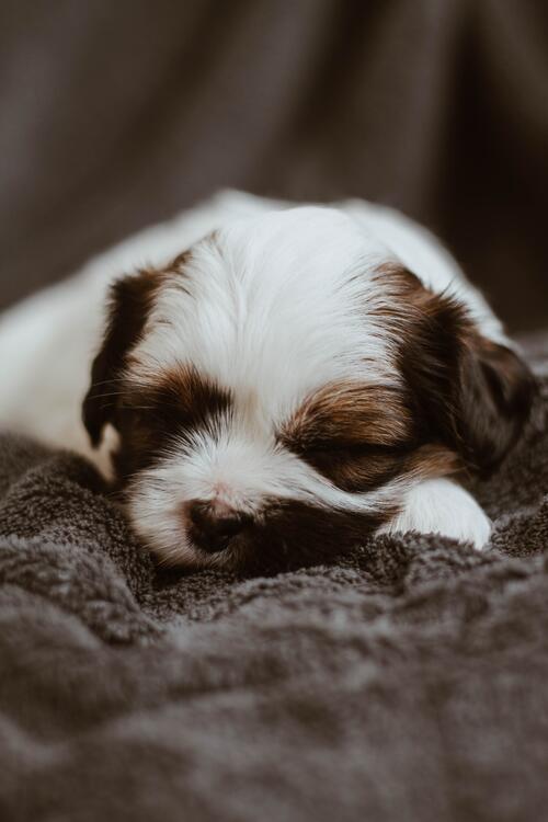Wallpaper with a cute sleeping puppy