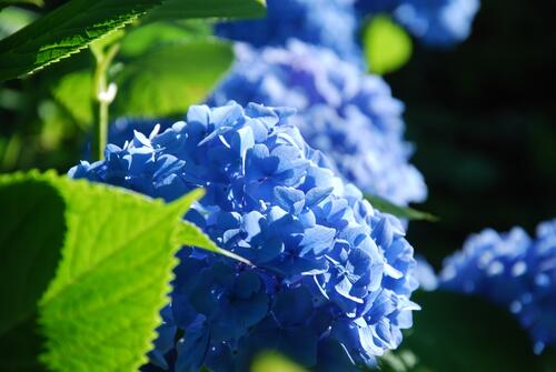 Синие цветы рододендрон