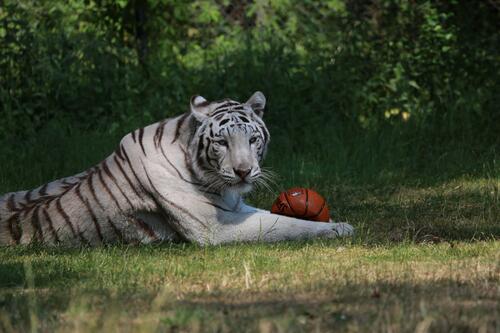 A white tiger plays with a basketball