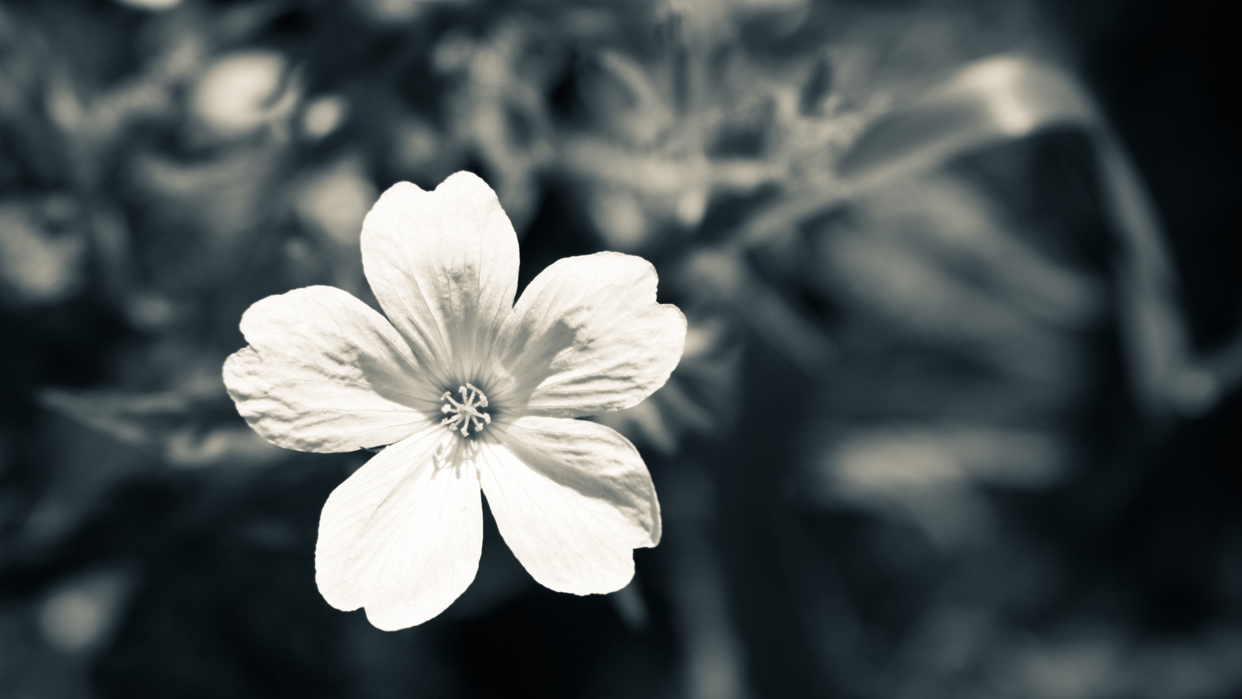 Фото бесплатно белый, монохромный, цветы