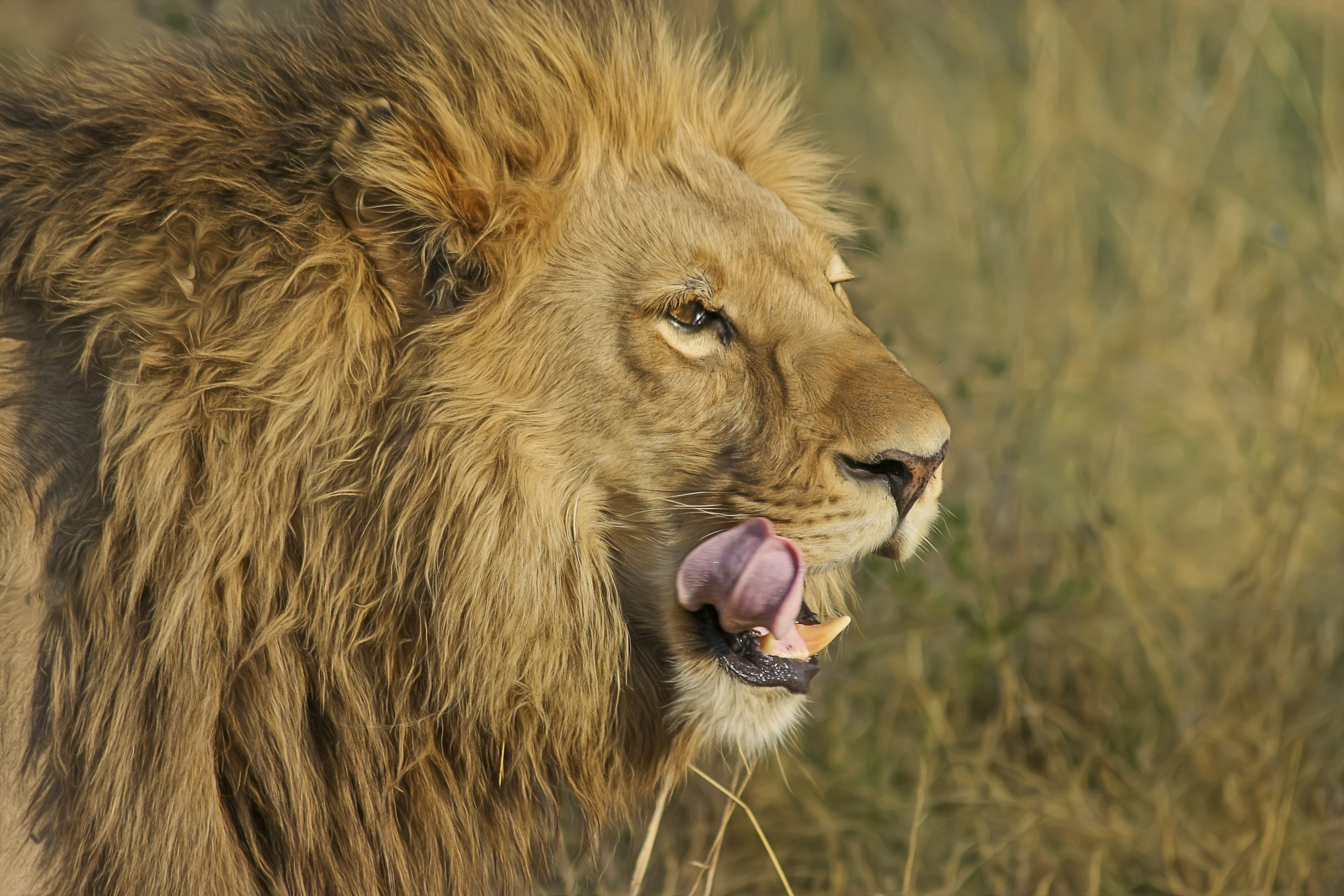 免费照片一头野生狮子在自己的领地盘旋