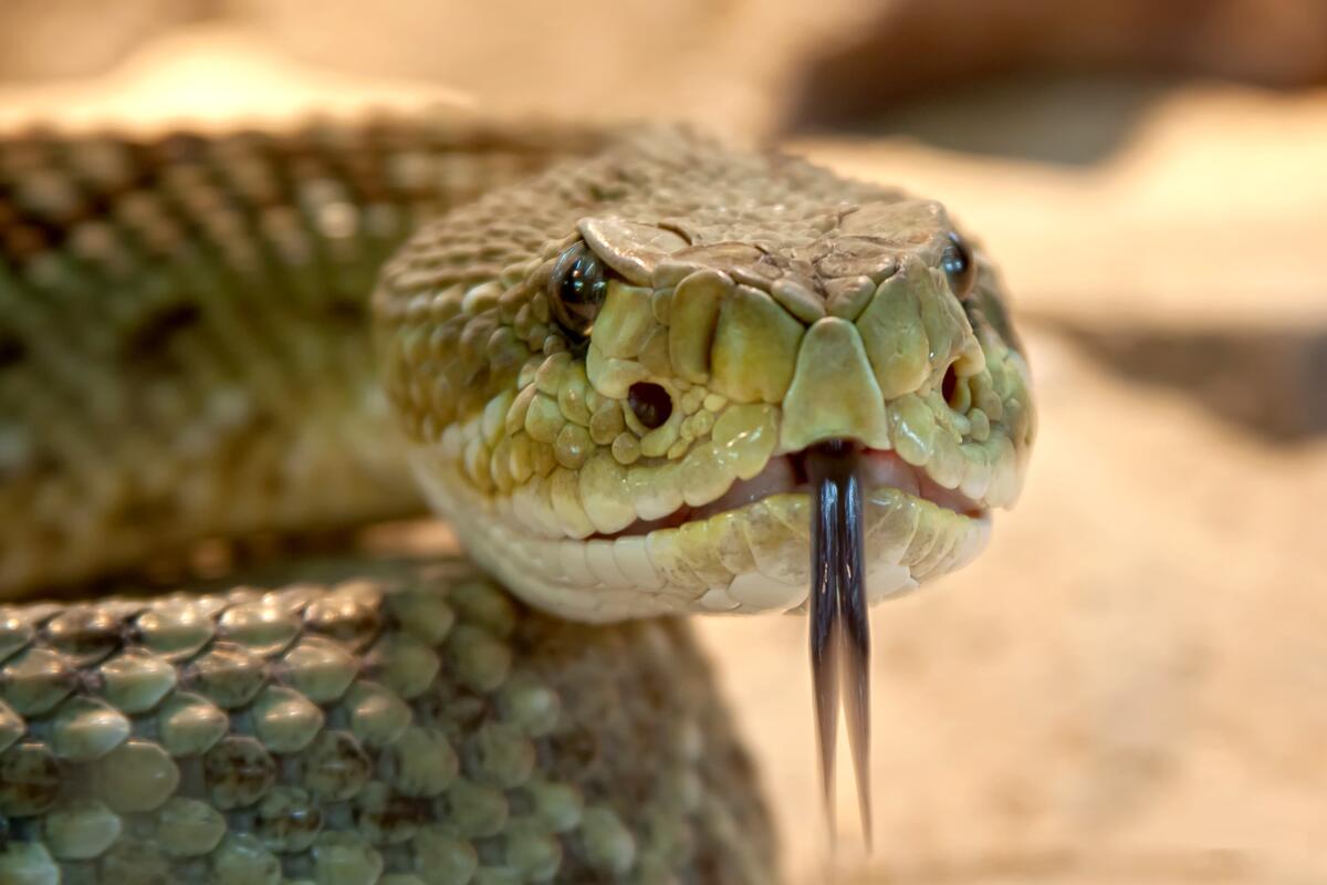 A venomous snake shows its tongue