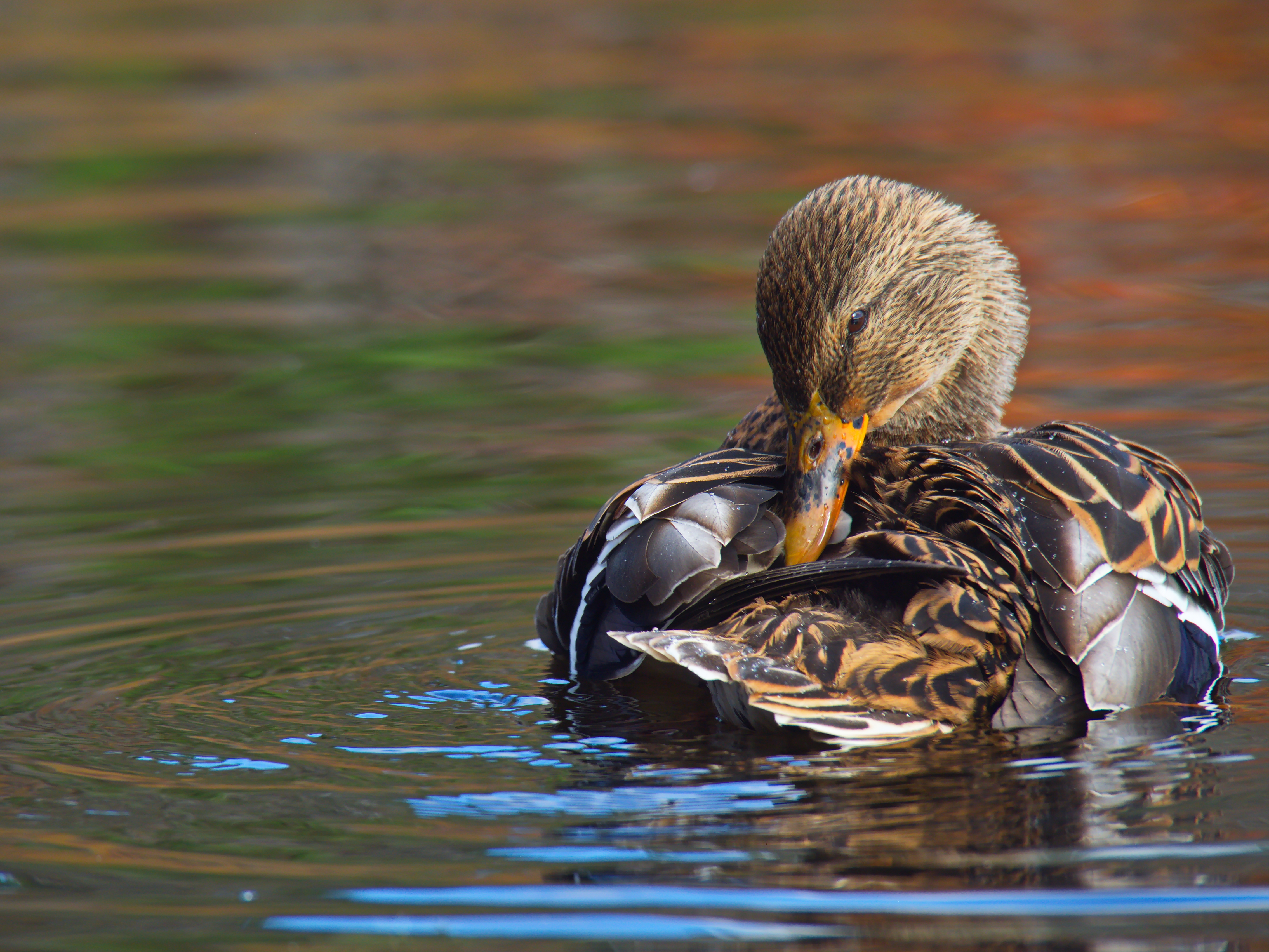 鸭子浮在水面上洗羽毛