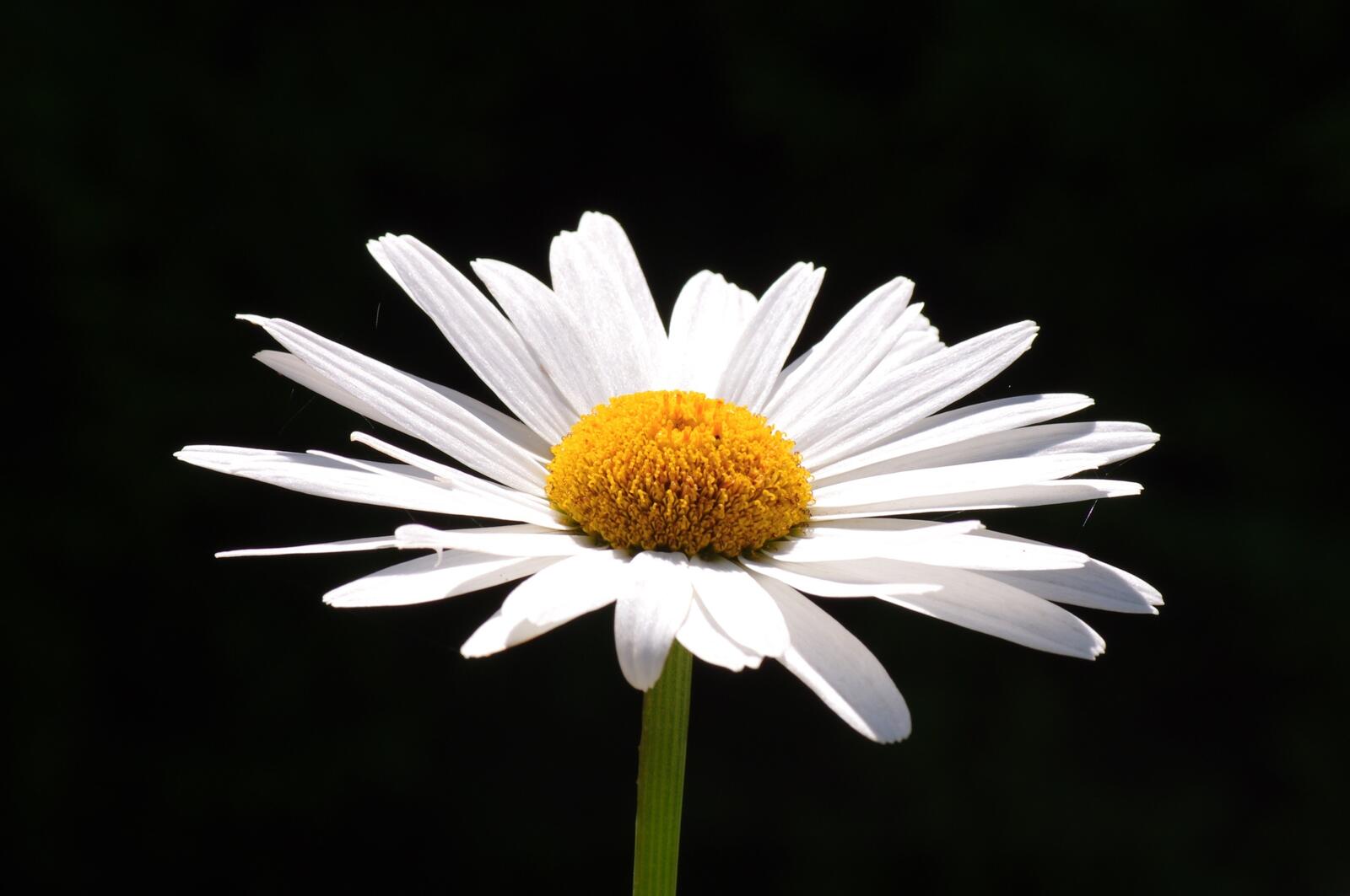免费照片黑色背景上的美丽雏菊