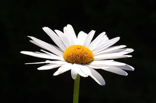 Beautiful daisy on a black background