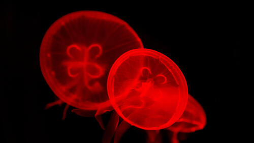 Красные медузы на глубине куда не достает солнечный свет