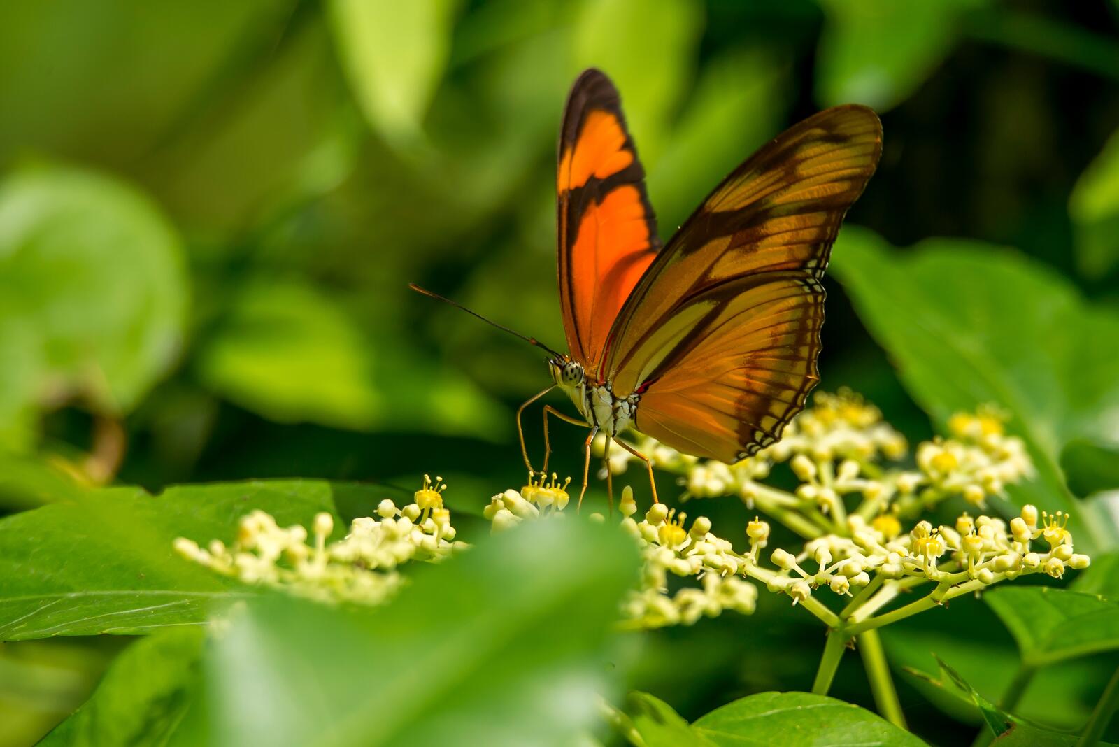 Бесплатное фото Бабочка на цветочках
