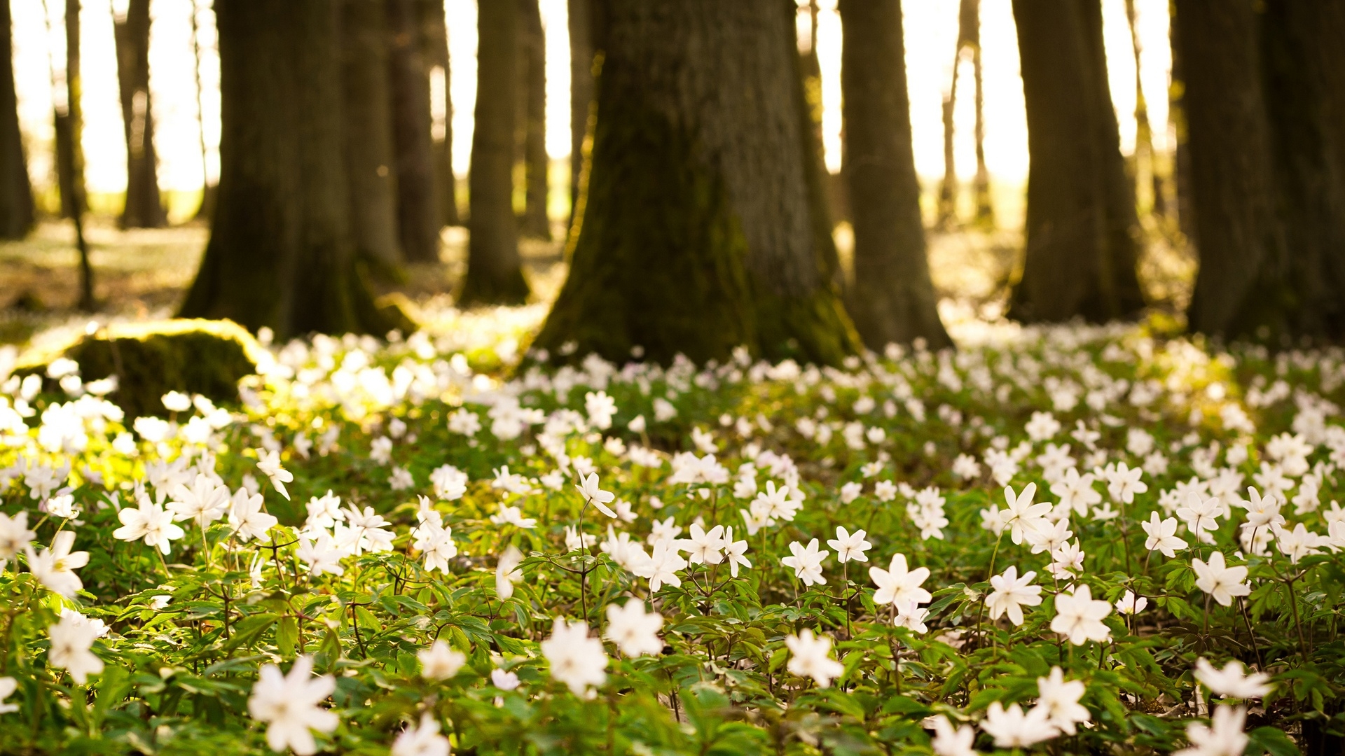 White flowers in the forest on green grass.