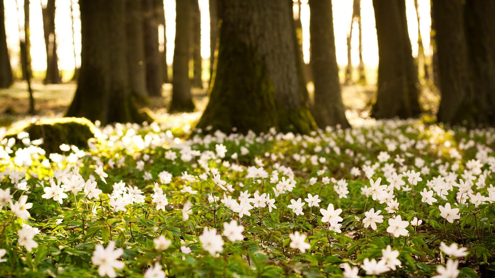 Free photo White flowers in the forest on green grass.