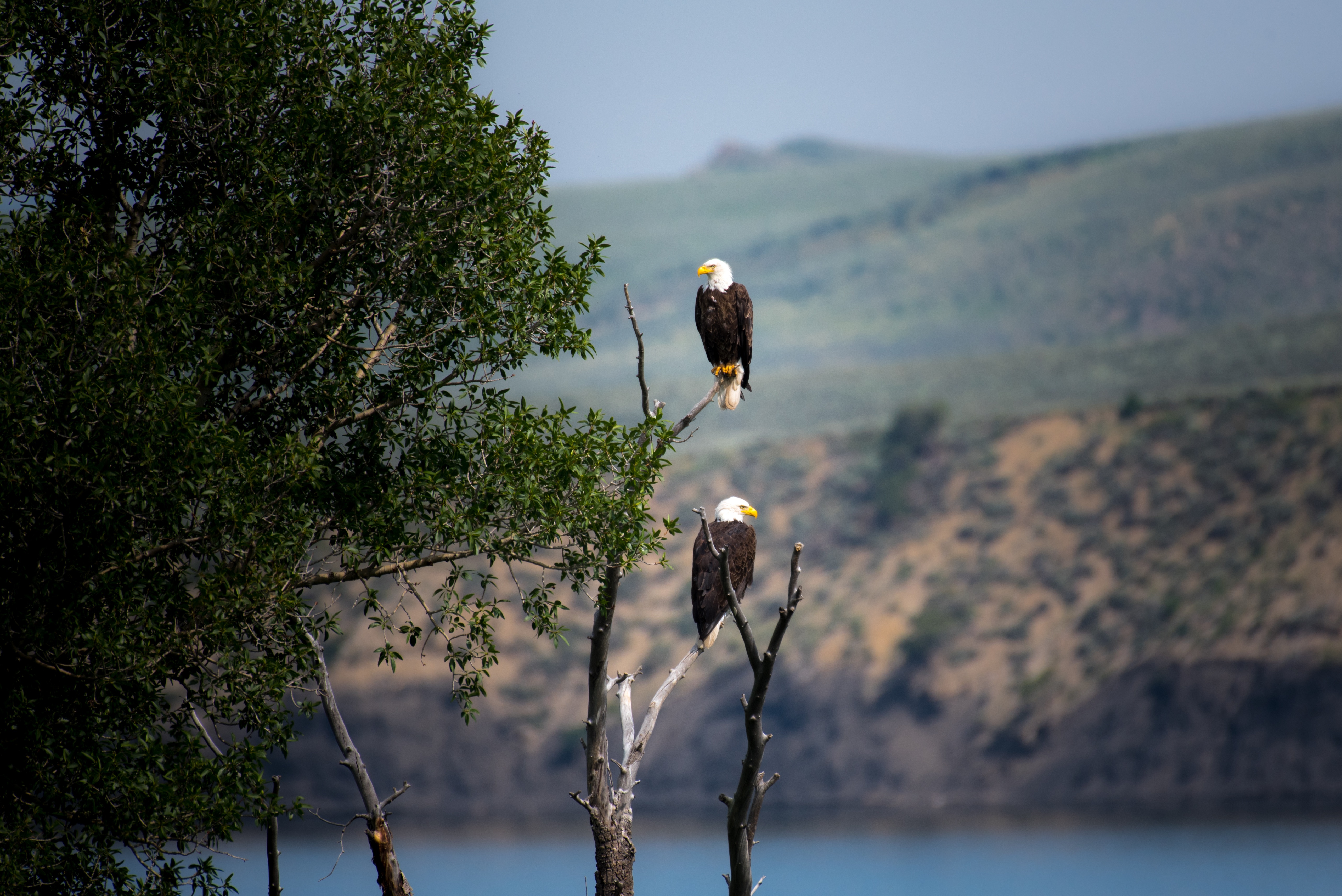 Бесплатное фото Два орла сидят на ветках дерева