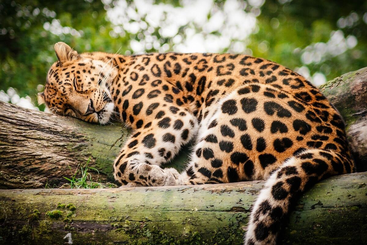 The leopard fell asleep after a successful hunt.