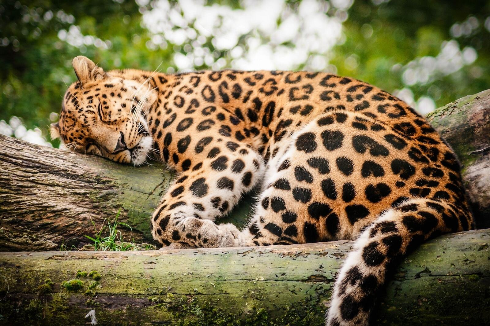 Free photo The leopard fell asleep after a successful hunt.