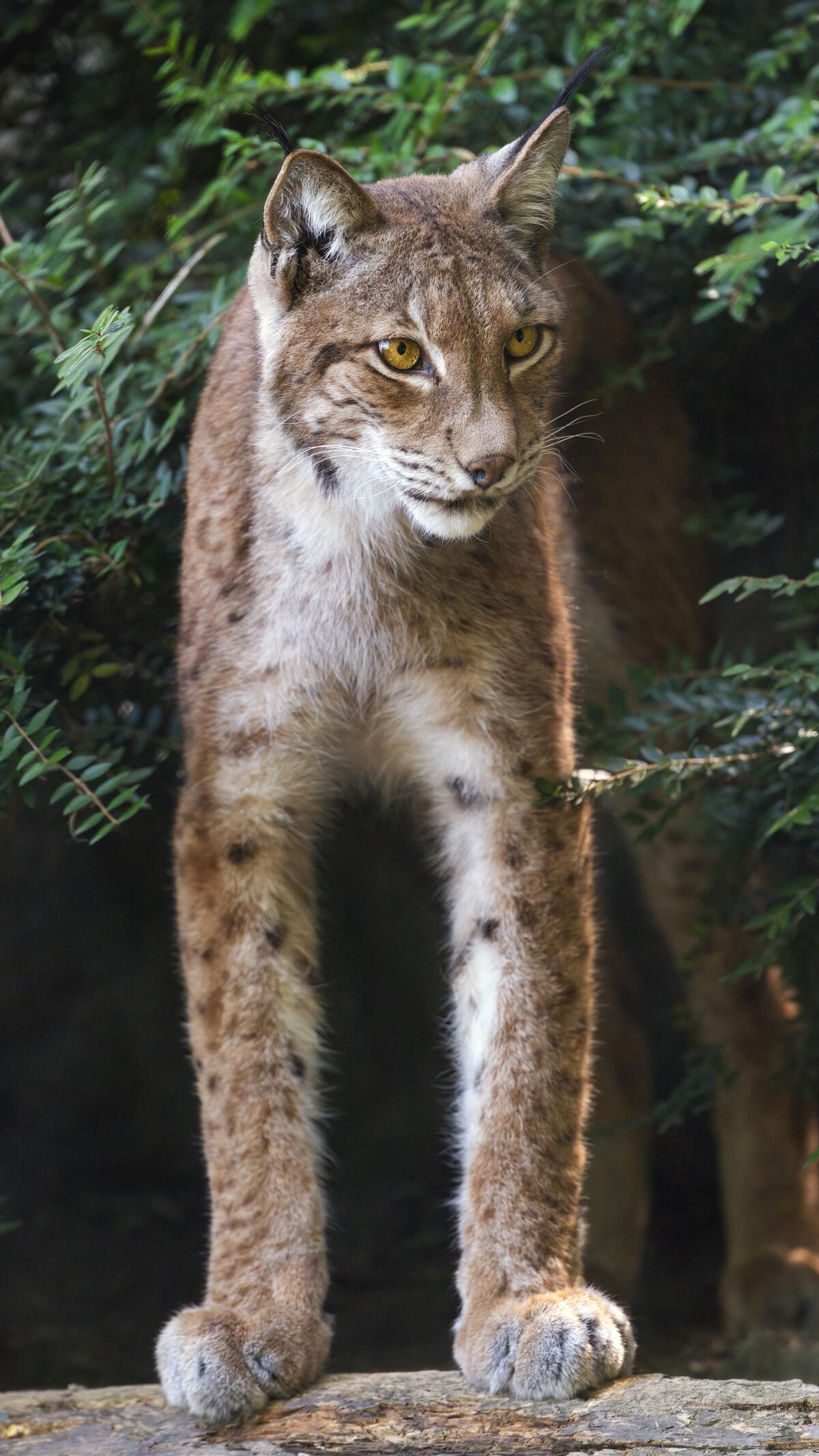 Wallpaper lynx