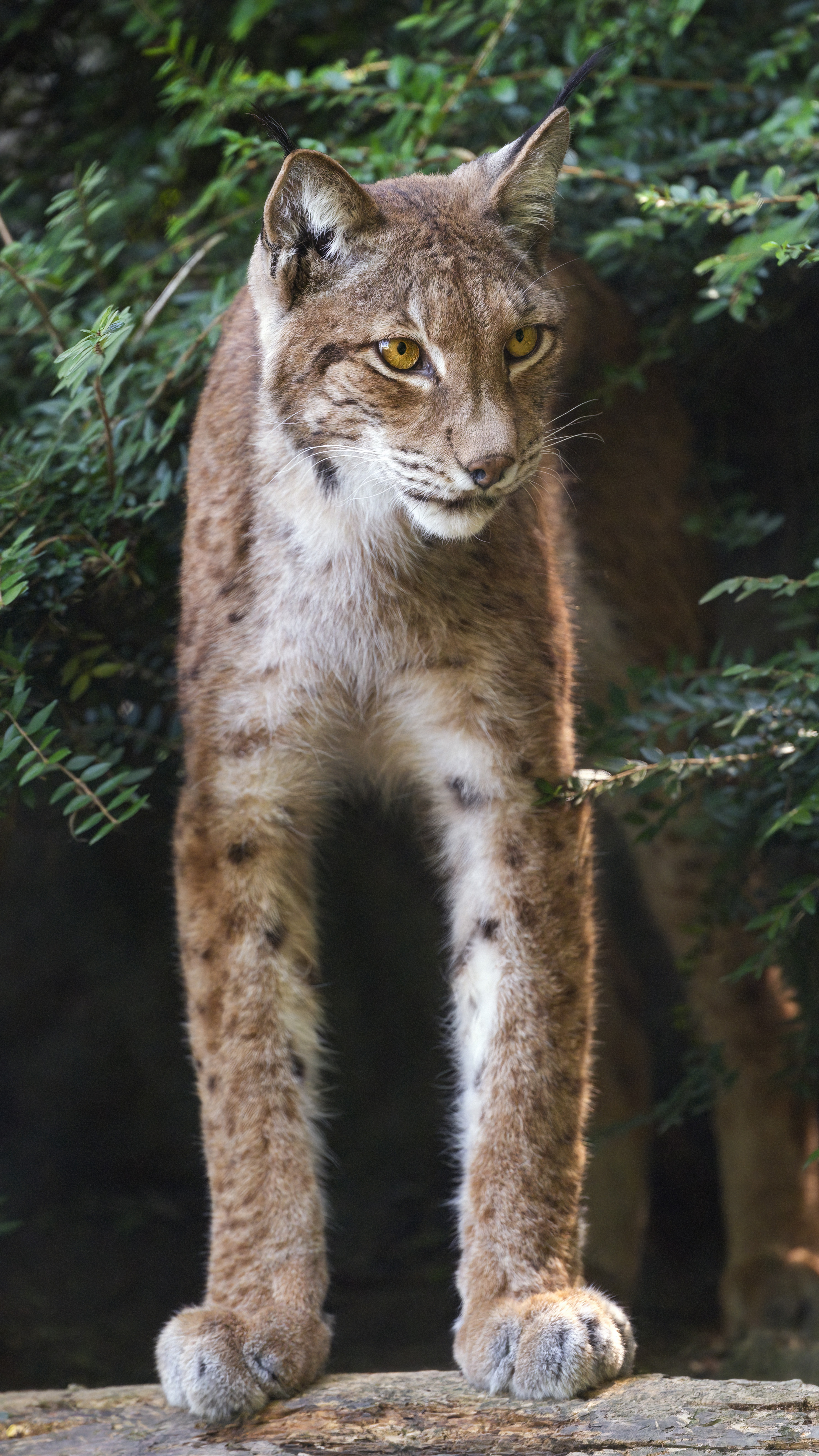 Free photo Wallpaper lynx