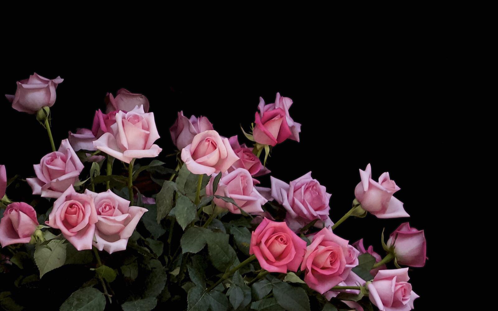 Обои обои розовые розы листья букет на рабочий стол