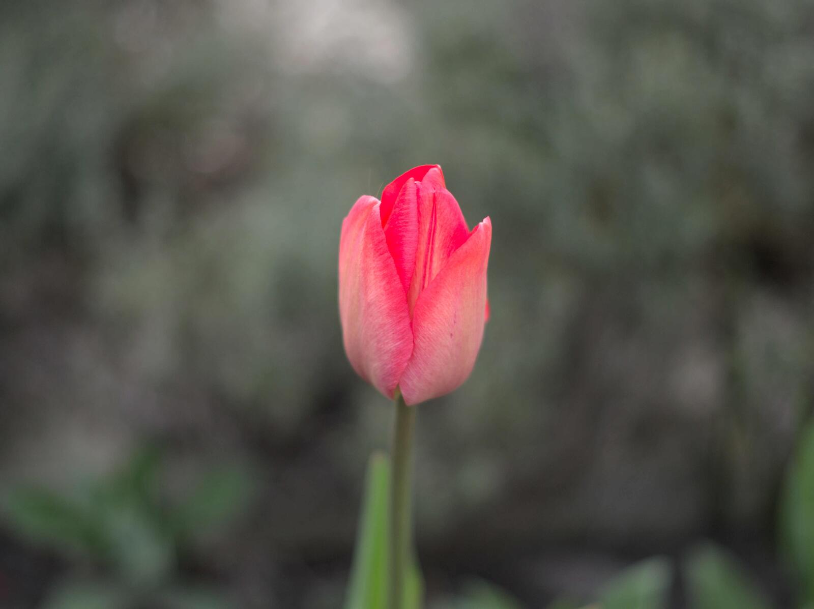Free photo A lonely pink tulip