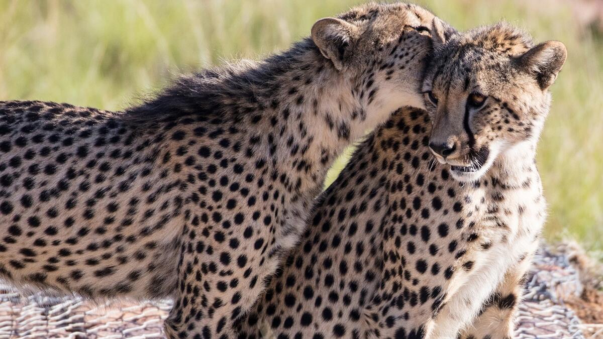 A pair of cheetahs hugging
