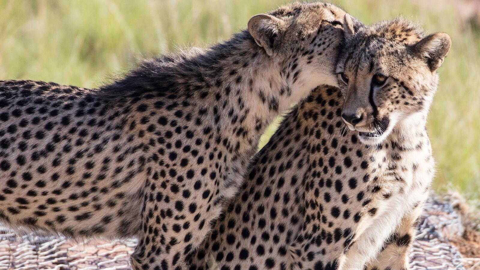 Пара гепардов обнимаются