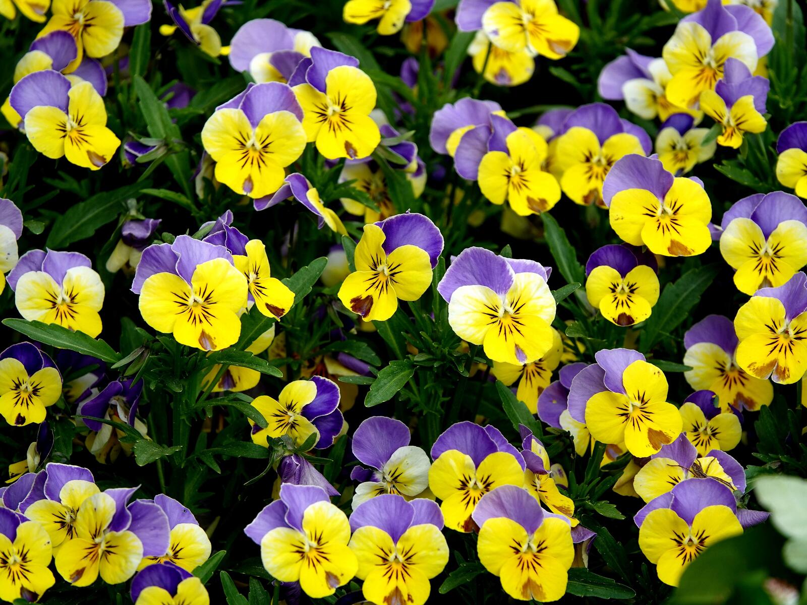 Free photo Large flowerbed with tricolor violets