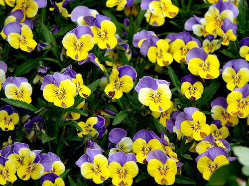 Large flowerbed with tricolor violets