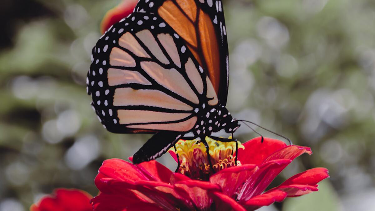 Бабочка кушает нектар сидя на лепестках цветка