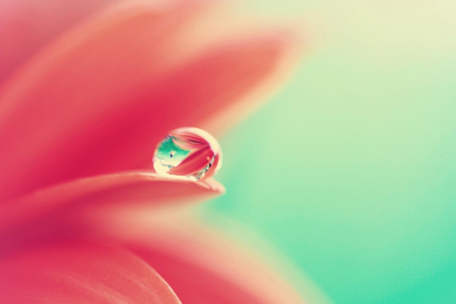 Free photo Droplet on pink petals.