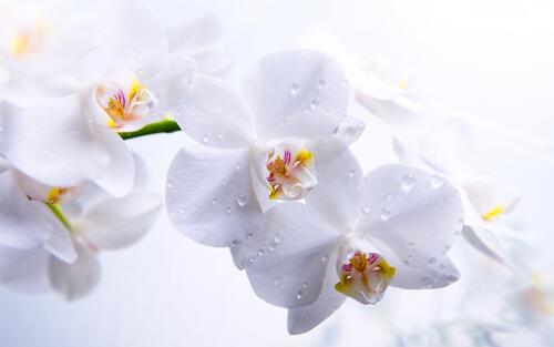 Белые цветы с каплями воды