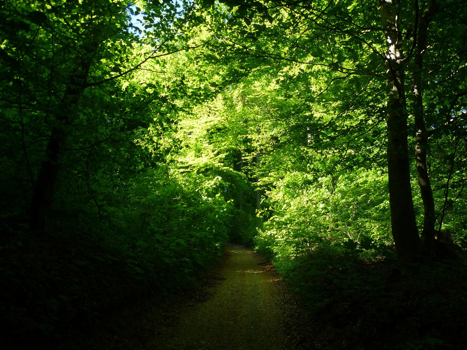 Бесплатное фото Тропа в летнем лесу
