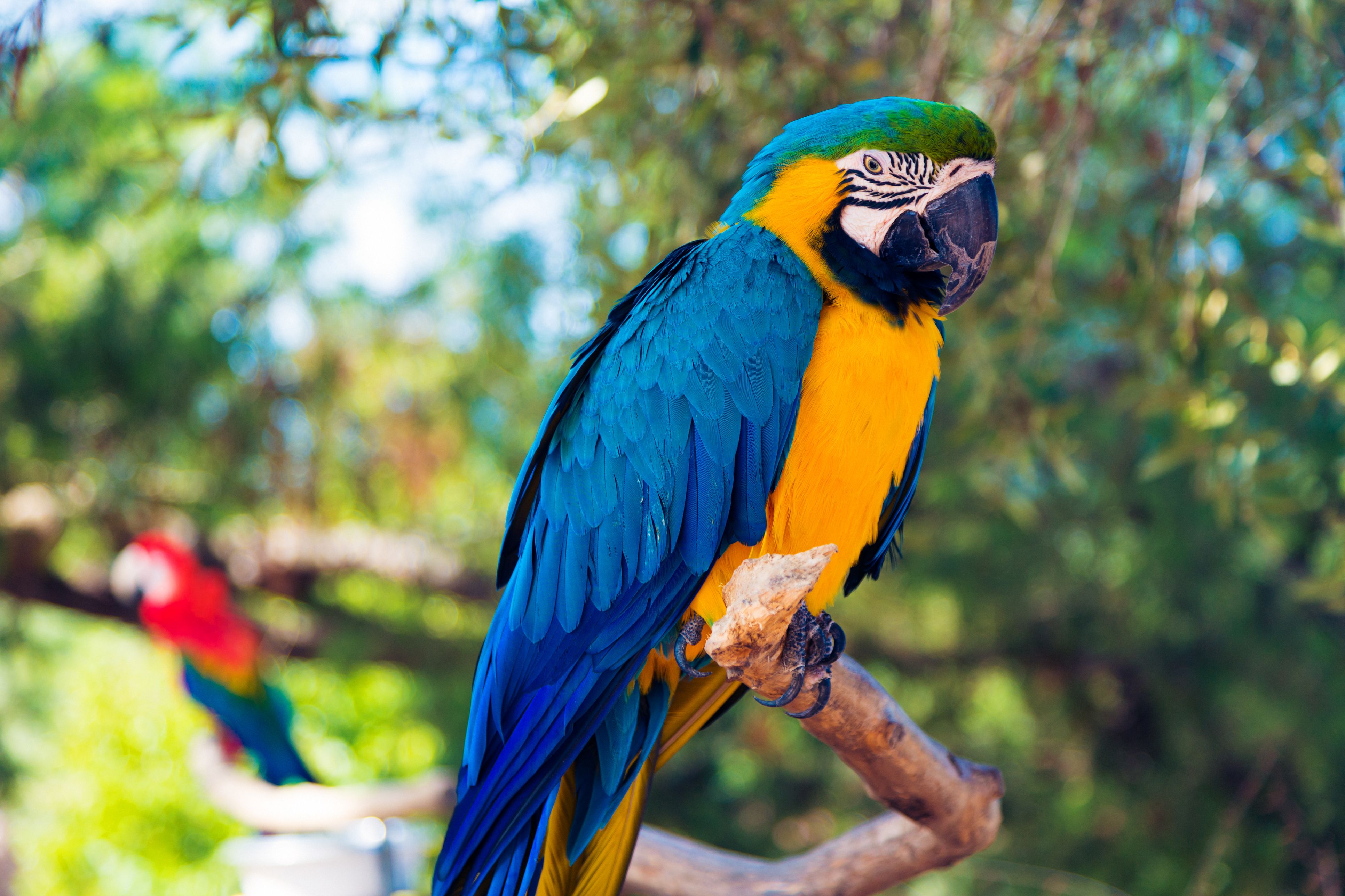 Большой цветной попугай. Попугай ара. Попугай ара рост. Сенегальский попугай. Blue Macaw попугай.