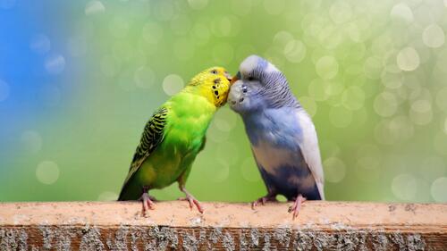 A pair of wavy parrots kissing on a blurry background