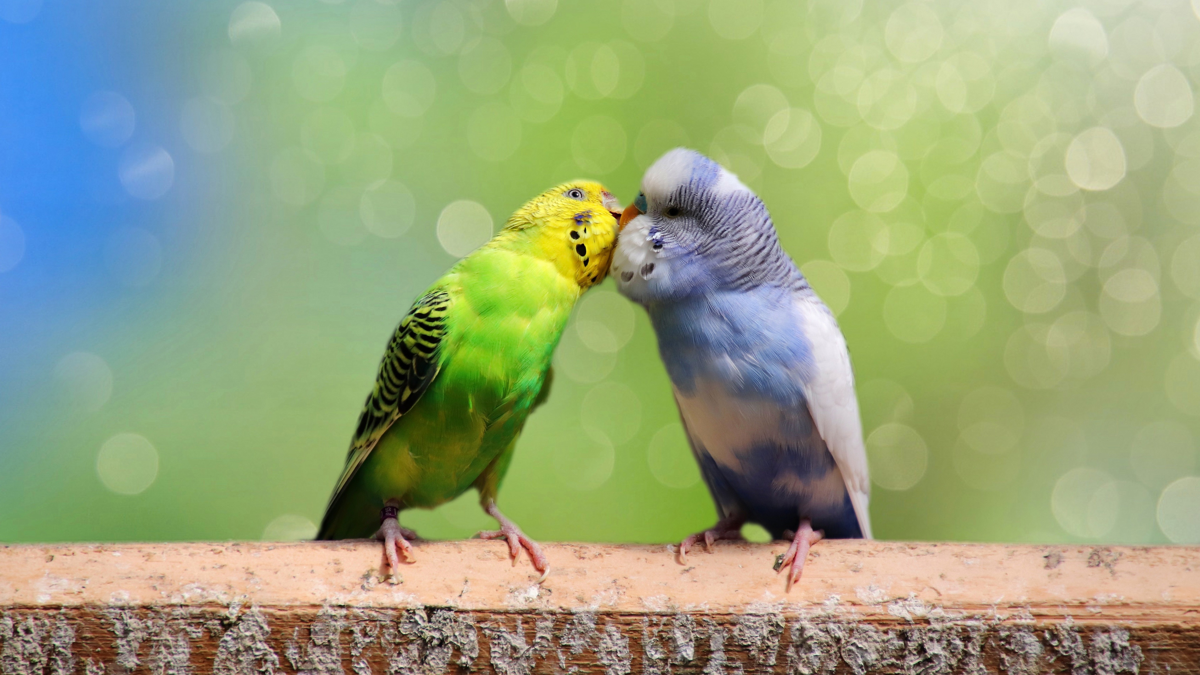 Free photo A pair of wavy parrots kissing on a blurry background