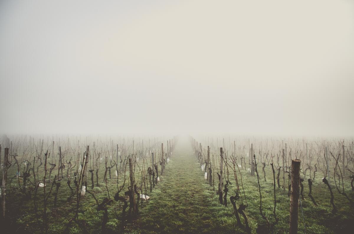 Поле с виноградными лозами в тумане