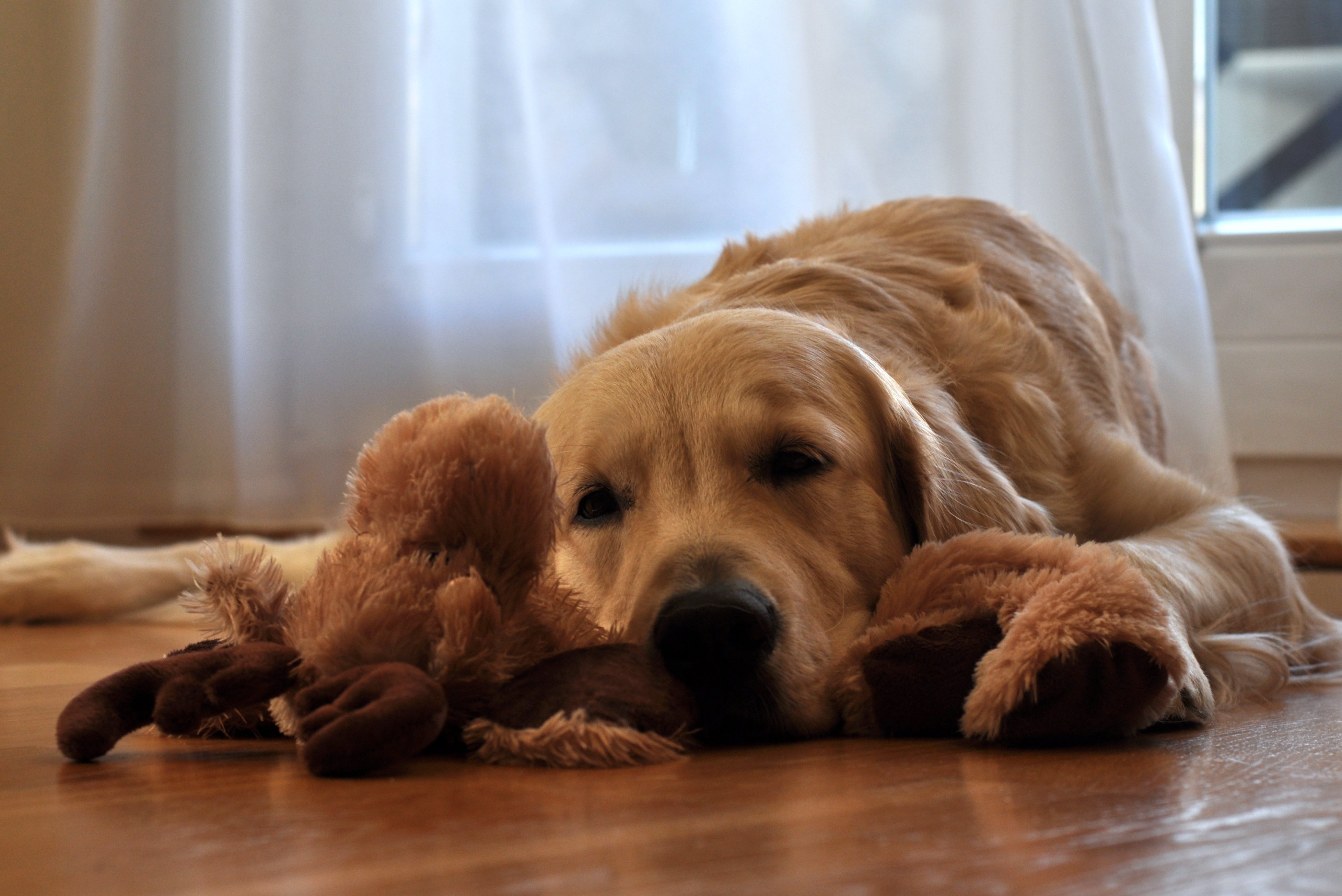 Обои обои золотой ретривер, лежа, ленивый, собаки - бесплатные картинки на Fonwall