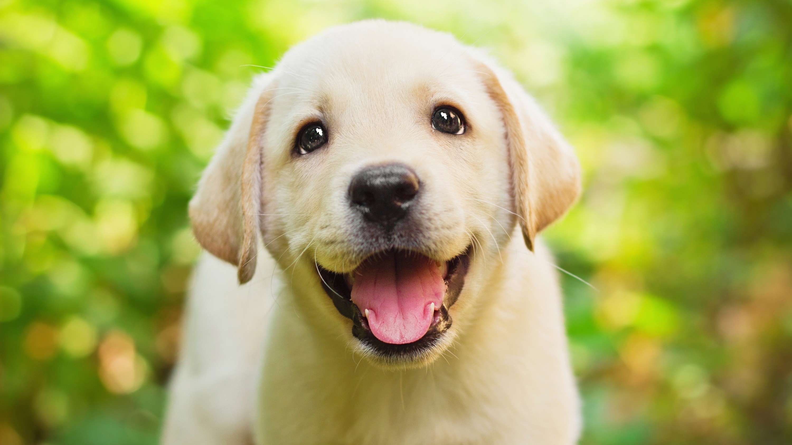 Free photo Wallpaper of a happy puppy