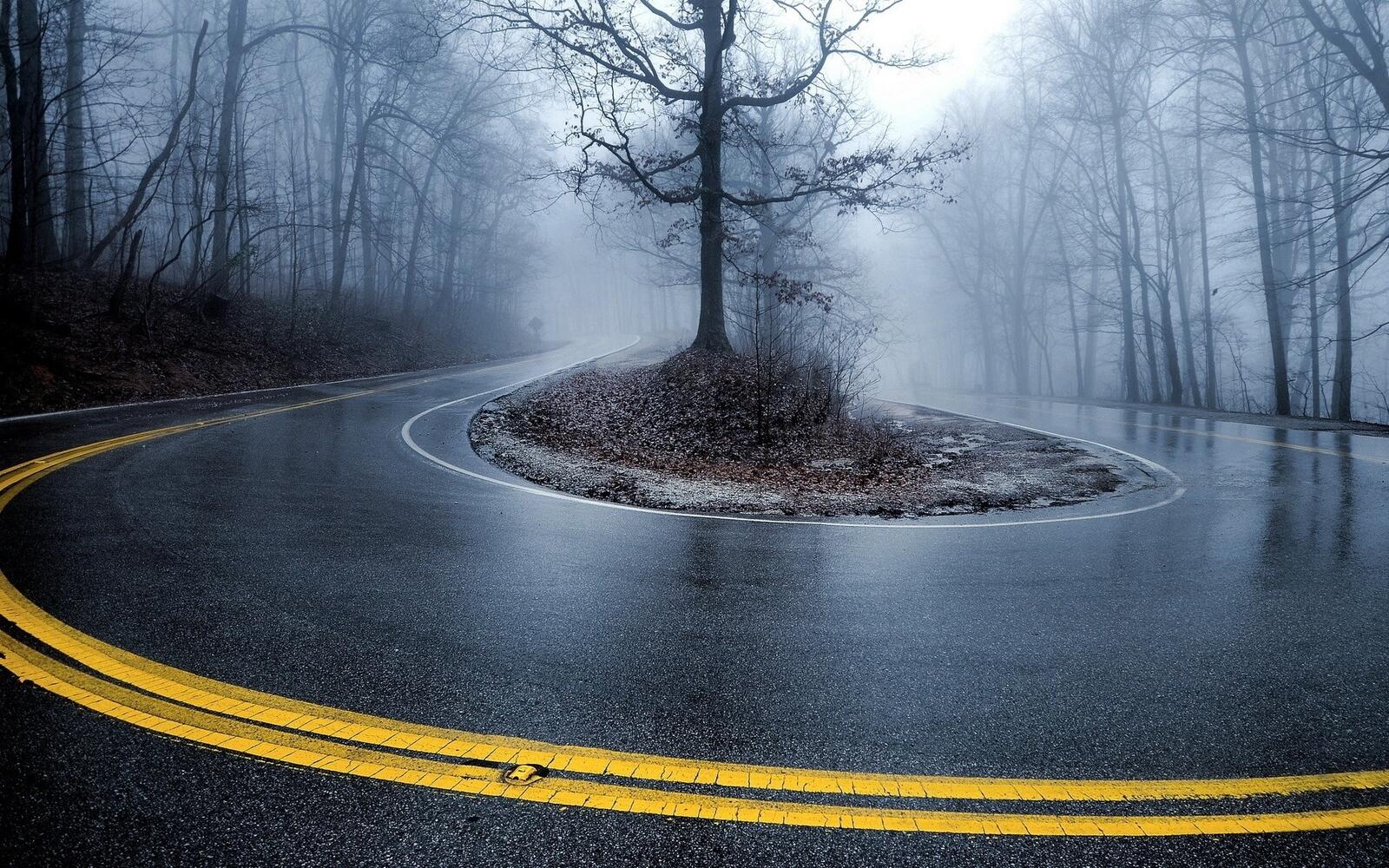 Бесплатное фото Поворот мокрой дороги в лесу