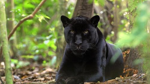 Черный ягуар лежит в лесу укрывшись от солнца