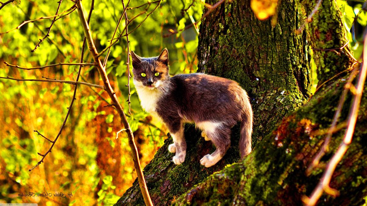 Котик на природе
