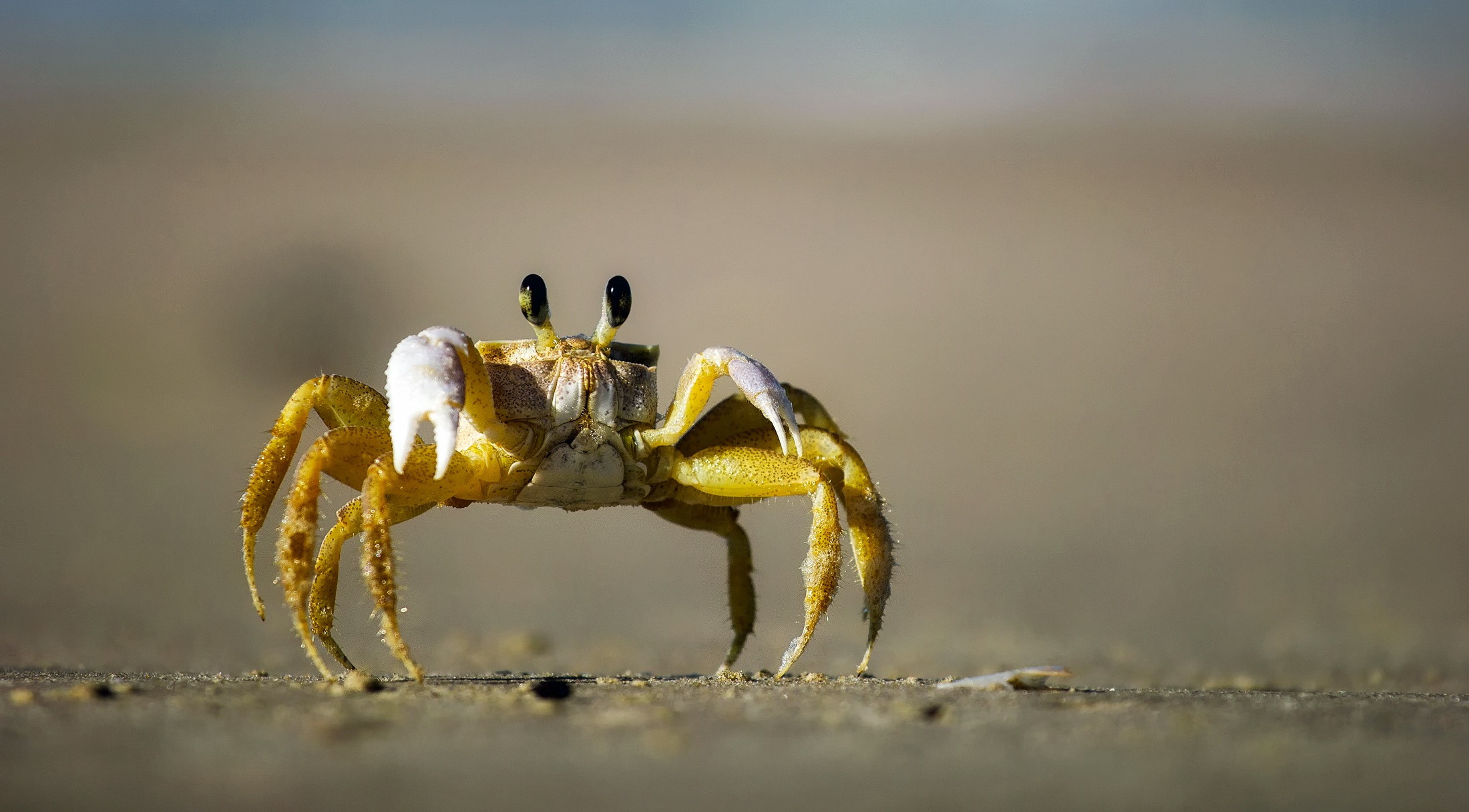 A yellow crab walks on the sandy beach