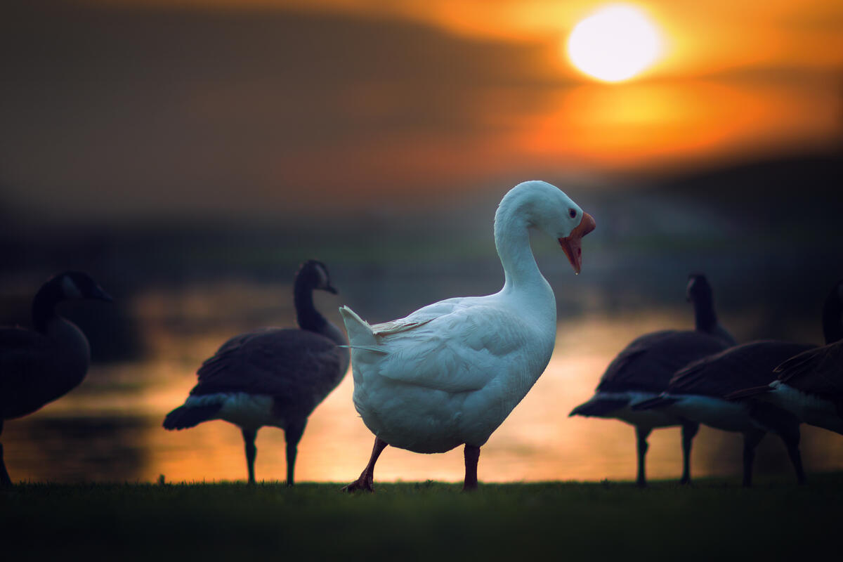 Птицы на берегу во время заката