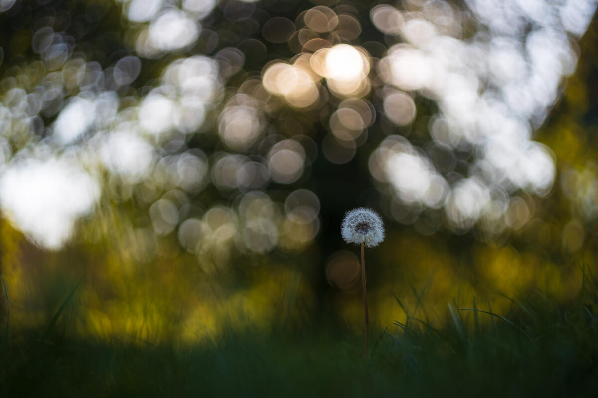 A lonely dandelion